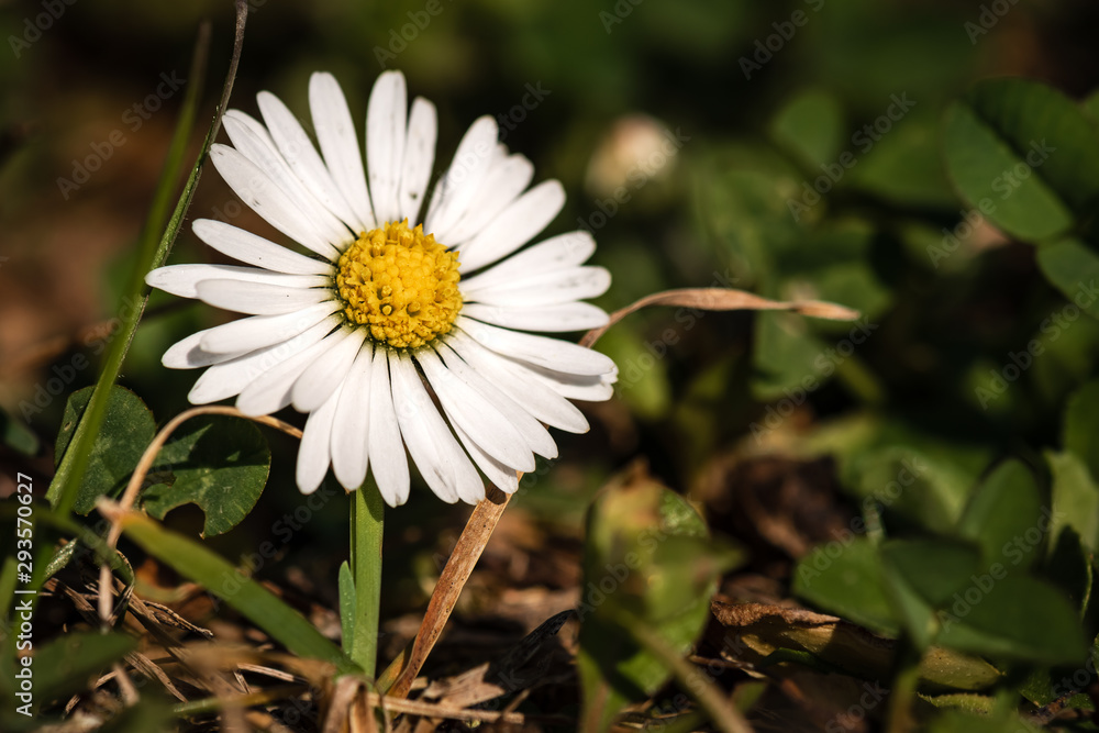A Common Daisy