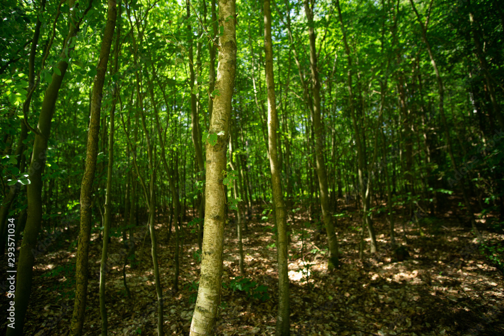 landscape and wildlife