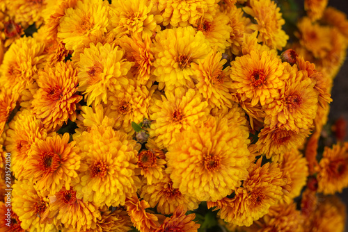 Autumn yellow garden chrysanthemum flowers. © Nikolay