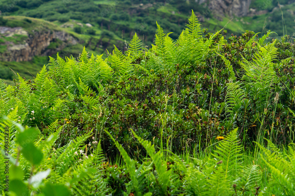Fototapeta premium Green ferns and evergreen shrubs on a mountainside