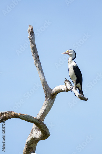 Australian Pied Cormorant on dead tree  Northern Territory  Australia