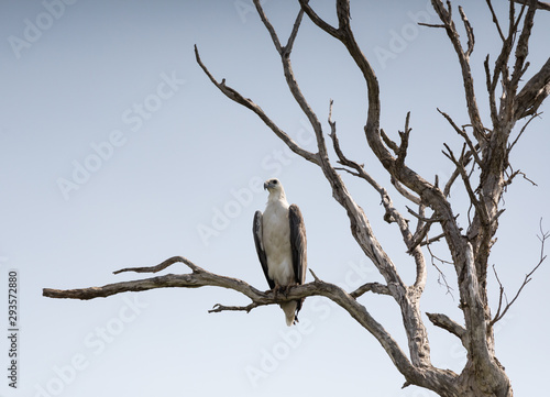 White-bellied sea eagle on dead tree