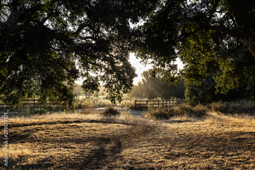 Old oak trees in early morn...