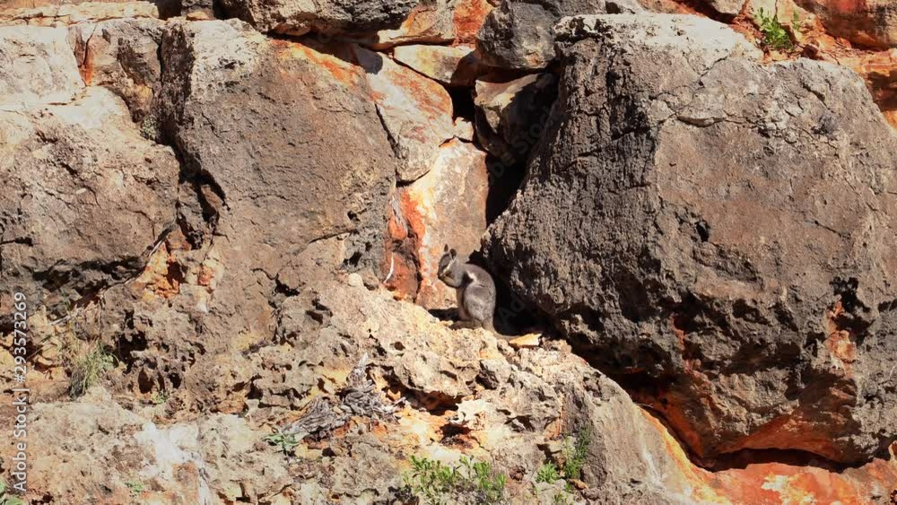 Cute Baby Rock Wallabie in his nest cave Cute Baby Rock Wallabie in his nest cave