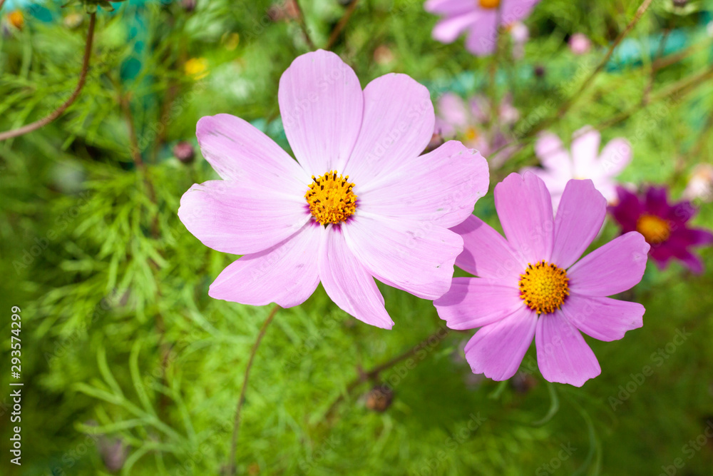 Beautiful flowers. Garden flower natural background. Bright colors of plants. Beautiful flowers. Garden flower natural background. Bright colors of plants.