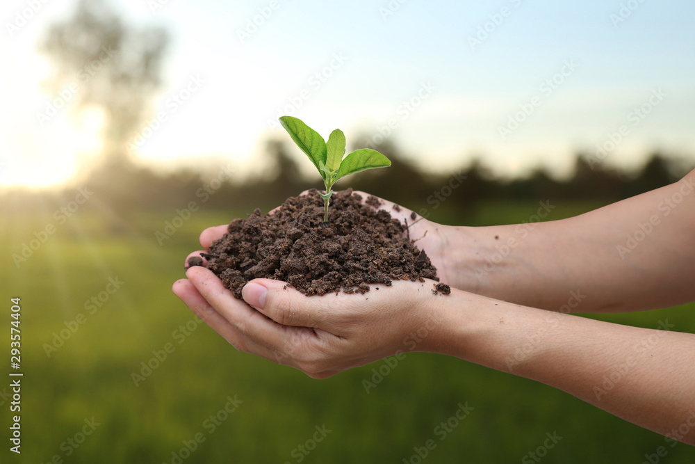 Agriculture. Farmer and nature baby plant in hands.