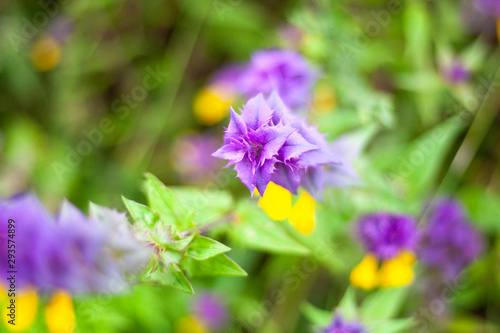 Beautiful flowers. Garden flower natural background. Bright colors of plants.