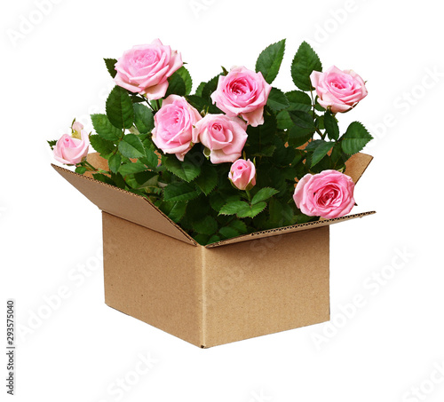 Opened craft cardboard boxw...