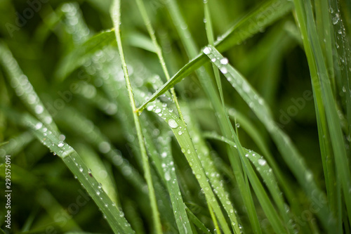 Drops on the green grass. The rainy day the plants got wet. Beautiful natural calming background.