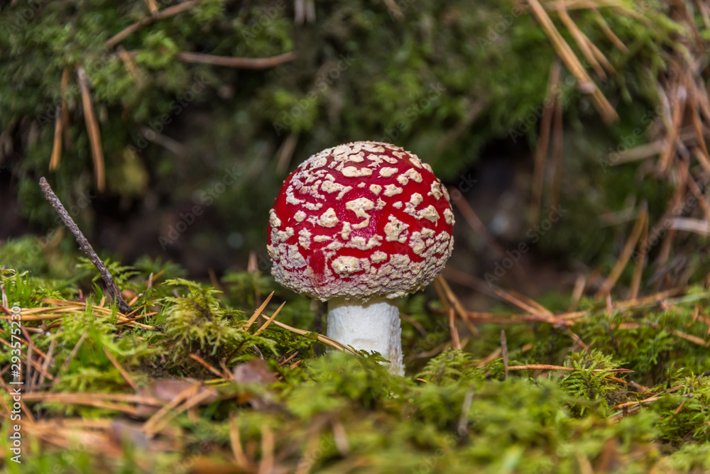 Red and White Toad Stool Mushroom in an Autumn Forest Red and White Toad Stool Mushroom in an Autumn Forest