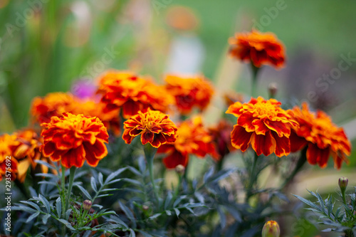 Beautiful flowers. Garden flower natural background. Bright colors of plants.
