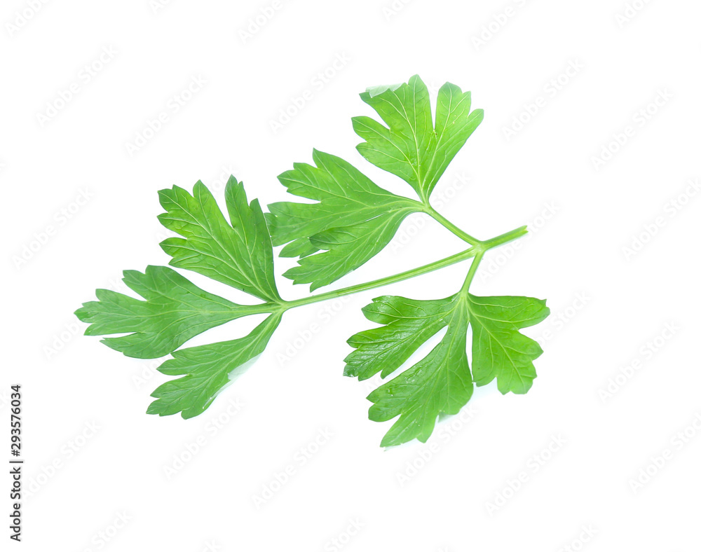 Parsley herb isolated on white background Parsley herb isolated on white background