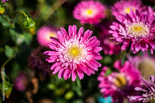 Beautiful flowers. Garden flower natural background. Bright colors of plants.