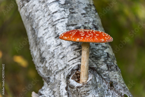 Red and White Toad Stool Mushroom On a Birch Tree in an Autumn Forest