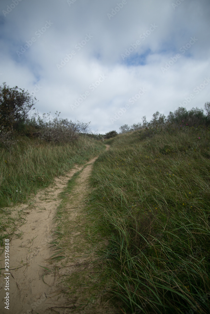 landscape and wildlife