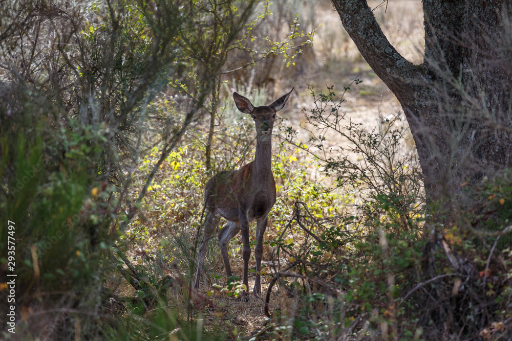 Obraz premium Hembra de ciervo común mirando de frente en el bosque. Cervus elaphus.