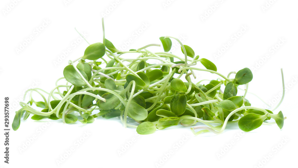 Sunflower sprouts isolated on white background Sunflower sprouts isolated on white background
