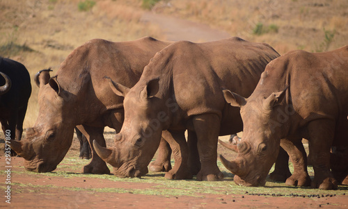 rhino in kenya