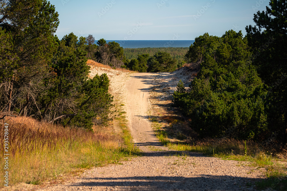 Sand road leading to the sea with dense forest on the sides. Wild beach with a lot of trees by the ocean. Exploring nature on a sunny day, clear sky, copy space for text