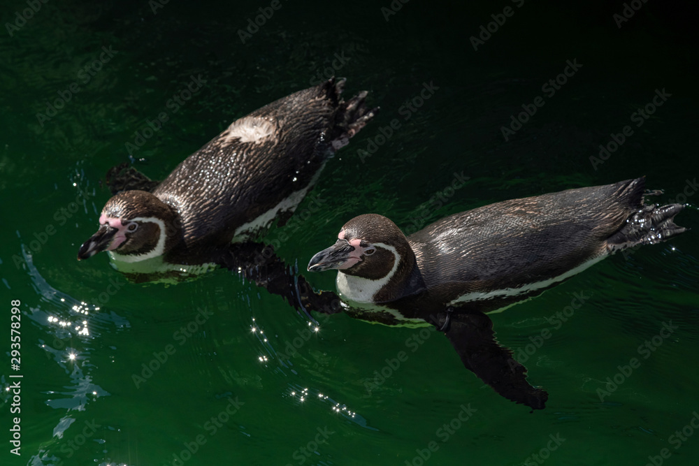 Naklejka premium African penguin - Spheniscus demersus or black footed penguin on rock background. Cute marine wild bird at the zoo, waterbird isolated on rocky background