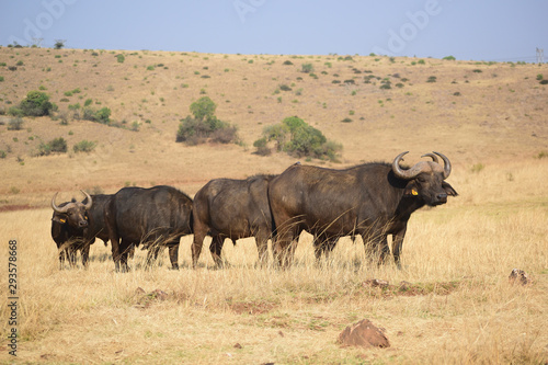 herd of buffalo © Prashanth