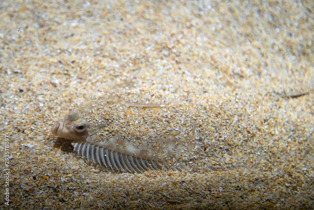 Flatfish - Pleuronectidae. Flat fish laying under the sand on the sea bottom, camouflage on the ocean floor. Flatfish - Pleuronectidae. Flat fish laying under the sand on the sea bottom, camouflage on the ocean floor.