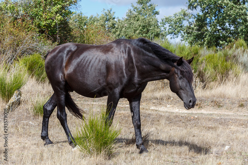 Hermoso caballo de color marr  n oscuro caminando.  Fresno de la Carballeda  Zamora  Espa  a.
