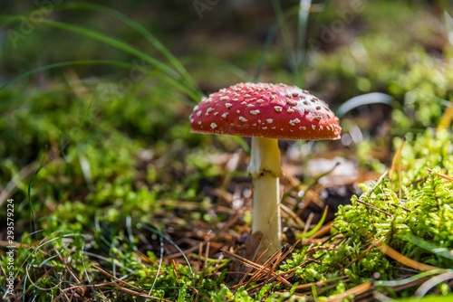 Red and White Toad Stool Mushroom in an Autumn Forest