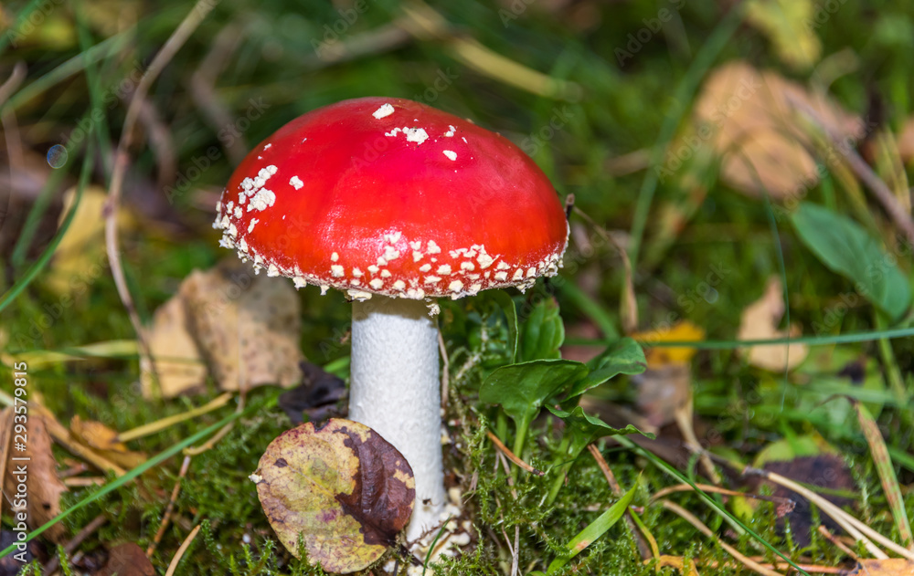 Red and White Toad Stool Mushroom in an Autumn Forest Red and White Toad Stool Mushroom in an Autumn Forest