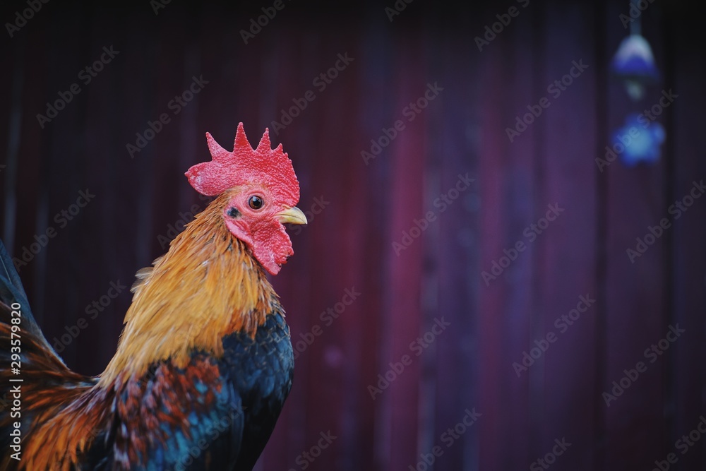 rooster on a background
