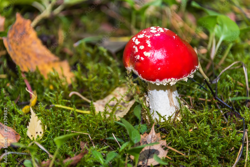 Red and White Toad Stool Mushroom in an Autumn Forest Red and White Toad Stool Mushroom in an Autumn Forest