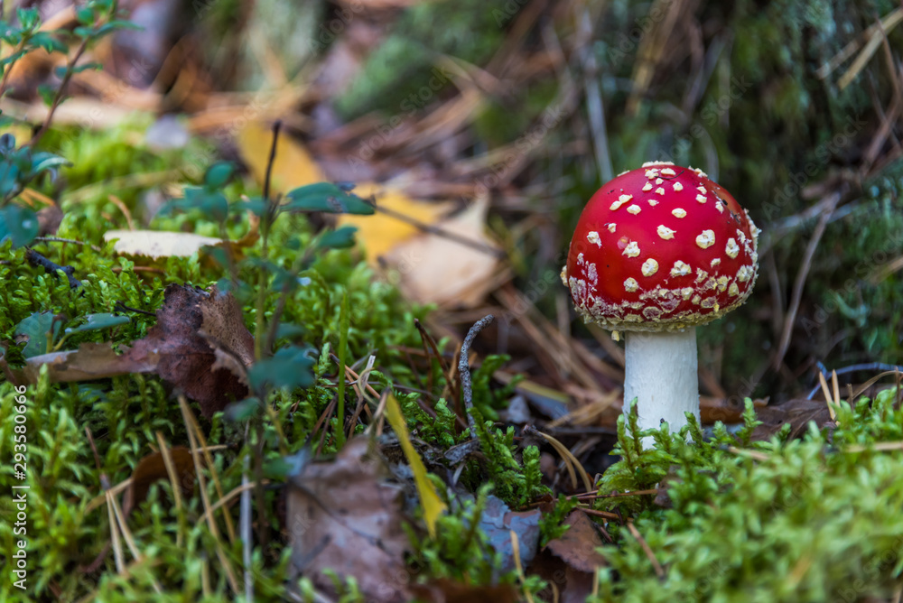 Red and White Toad Stool Mushroom in an Autumn Forest Red and White Toad Stool Mushroom in an Autumn Forest