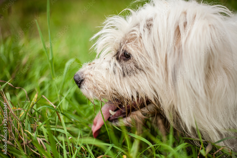 A white dog walks on the lawn. The pet enjoys life. Portrait of a dog with white fur. A white dog walks on the lawn. The pet enjoys life. Portrait of a dog with white fur.
