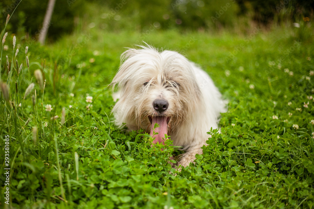 A white dog walks on the lawn. The pet enjoys life. Portrait of a dog with white fur. A white dog walks on the lawn. The pet enjoys life. Portrait of a dog with white fur.