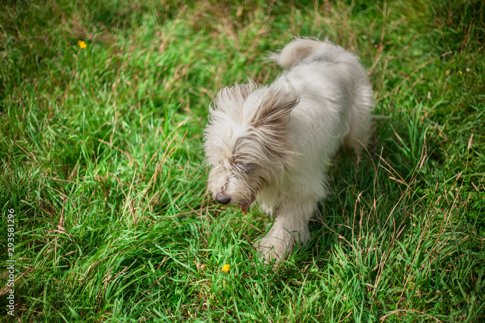 A white dog walks on the lawn. The pet enjoys life. Portrait of a dog with white fur. A white dog walks on the lawn. The pet enjoys life. Portrait of a dog with white fur.