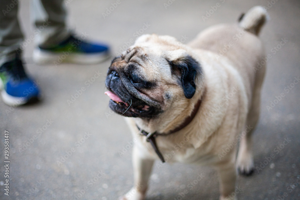 Pug on a walk. Thoroughbred dog walks on the street. Summer day and pet.