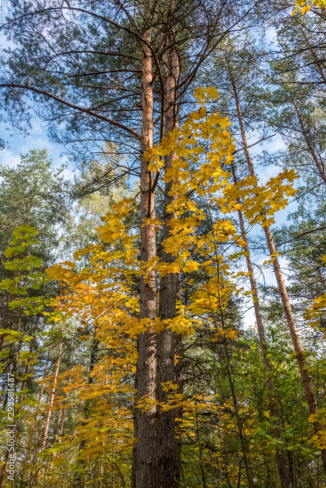 Fototapeta premium Colorful Autumn Leaves in a Northern European Forest