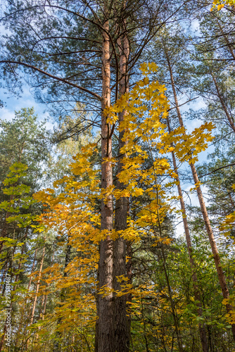 Colorful Autumn Leaves in a Northern European Forest