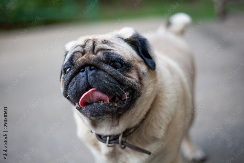 Obraz premium Pug on a walk. Thoroughbred dog walks on the street. Summer day and pet.