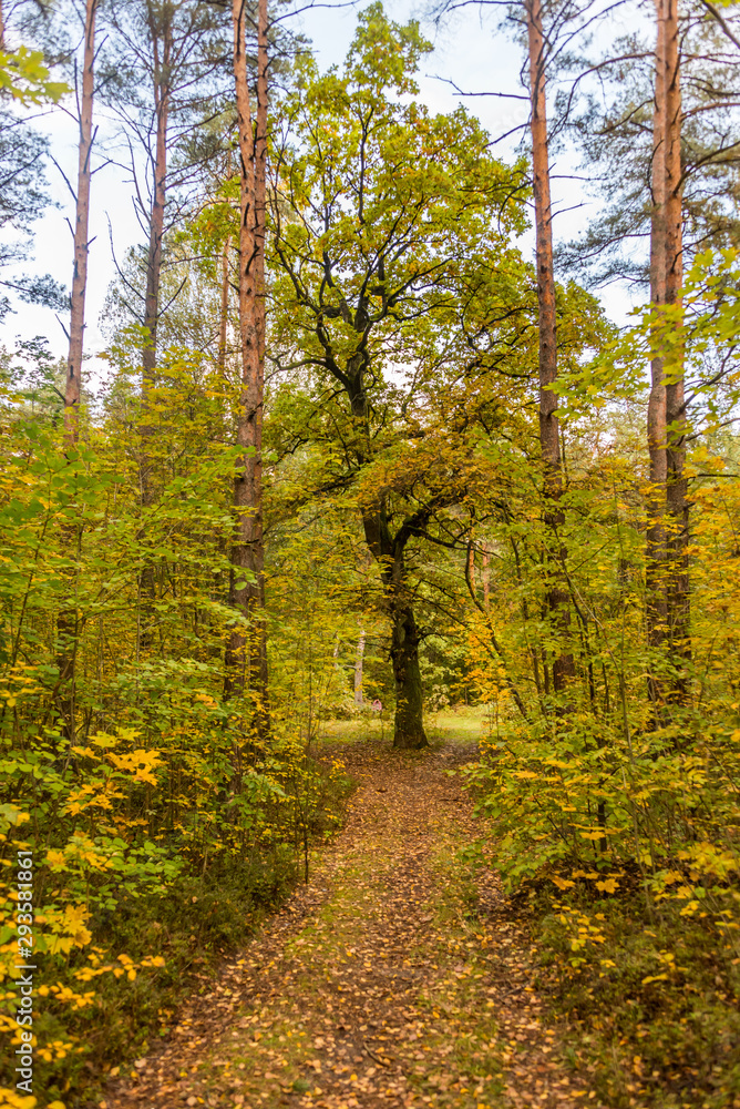 Autumn Forest Path with Yellow and Green Foliage in Northern Europe Autumn Forest Path with Yellow and Green Foliage in Northern Europe