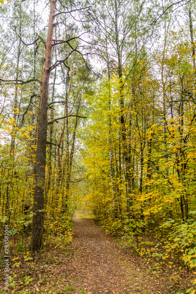 Fototapeta premium Autumn Forest Path with Yellow and Green Foliage in Northern Europe