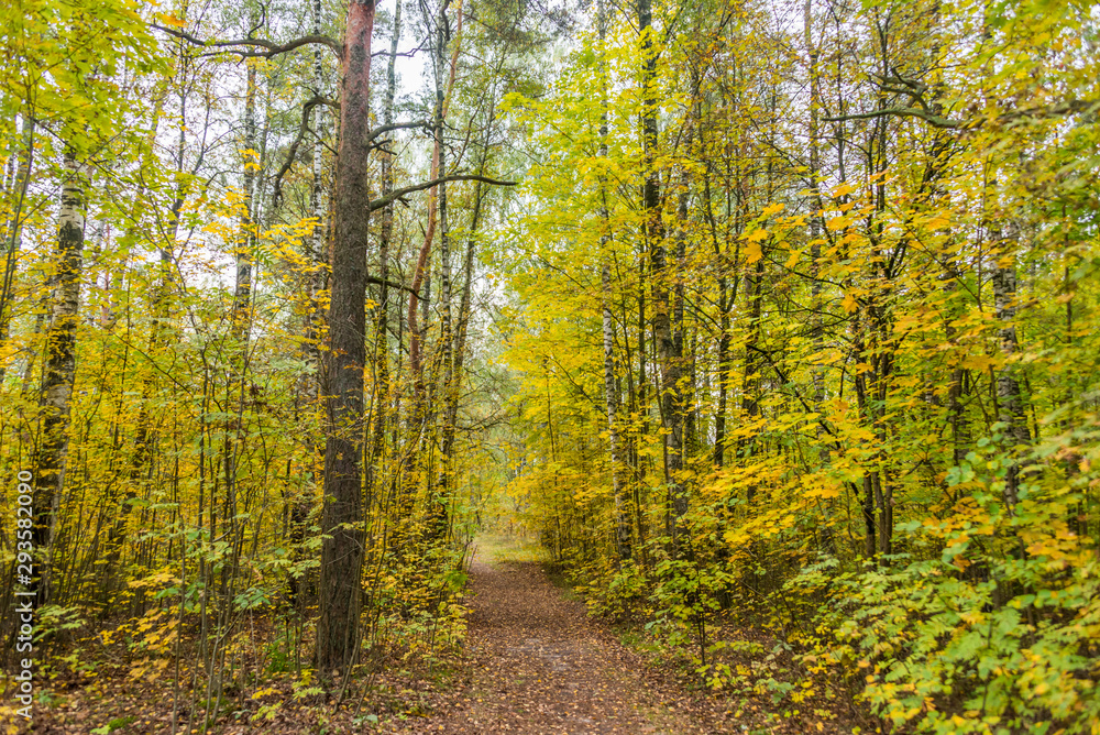 Fototapeta premium Autumn Forest Path with Yellow and Green Foliage in Northern Europe