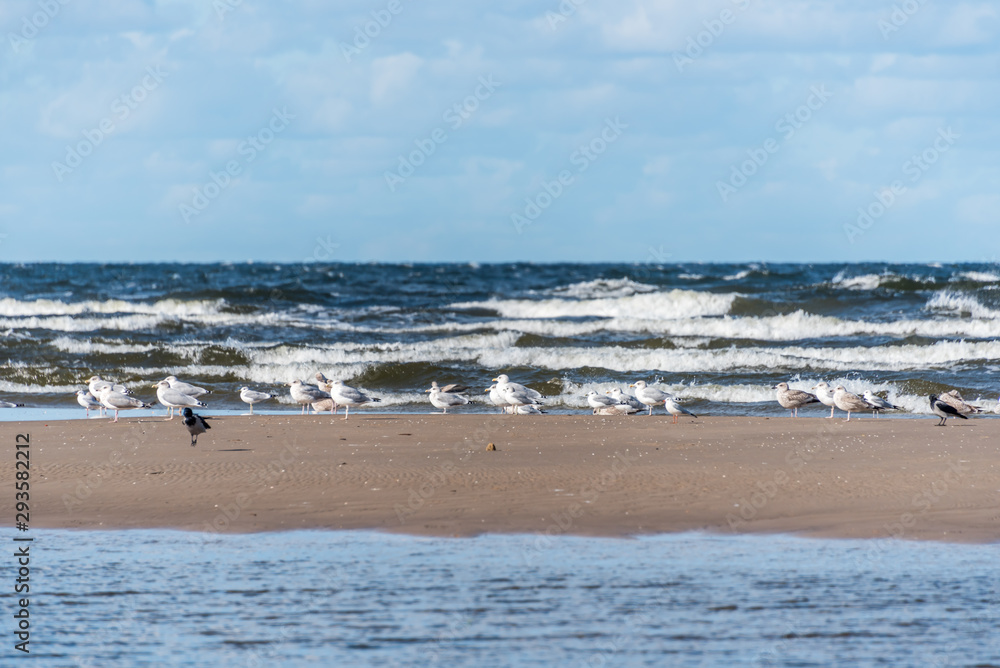 Seagulls in Autumn at the Baltic Sea Coast in Latvia