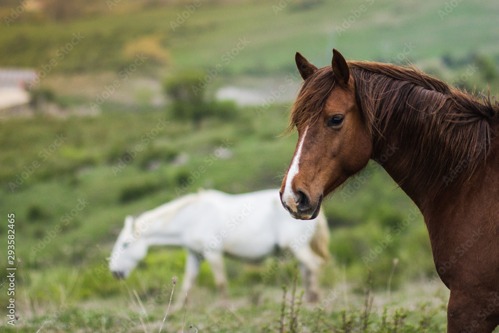 Fototapeta premium Two horses