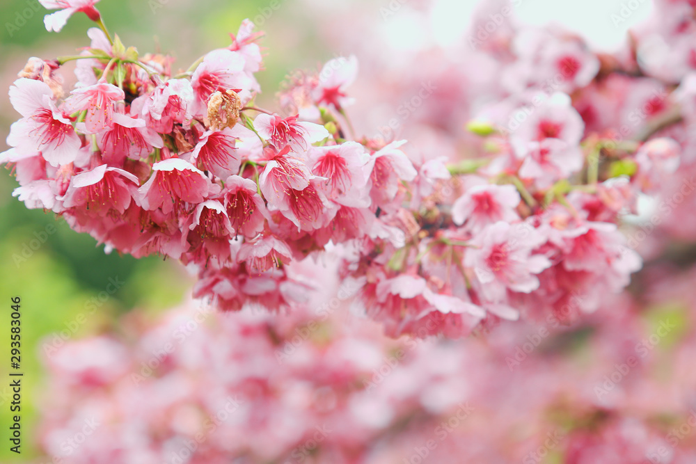 Fototapeta premium Vintage sakura or cherry blossom