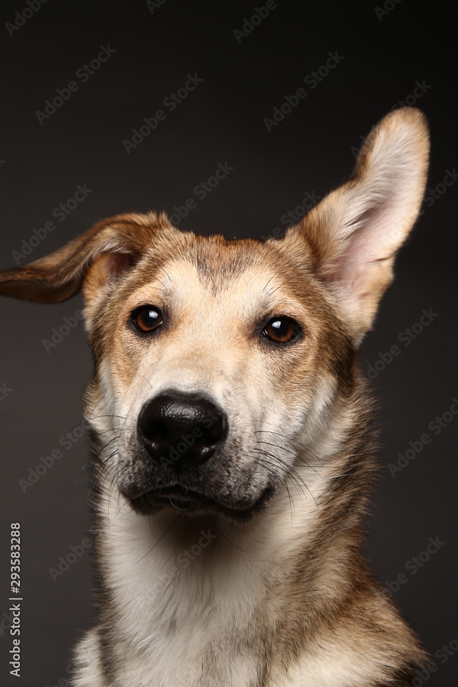 Fototapeta premium Cute ginger mongrel dog on a gray background in the studio