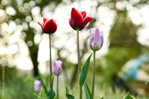 Tulip spring flowering plant photo