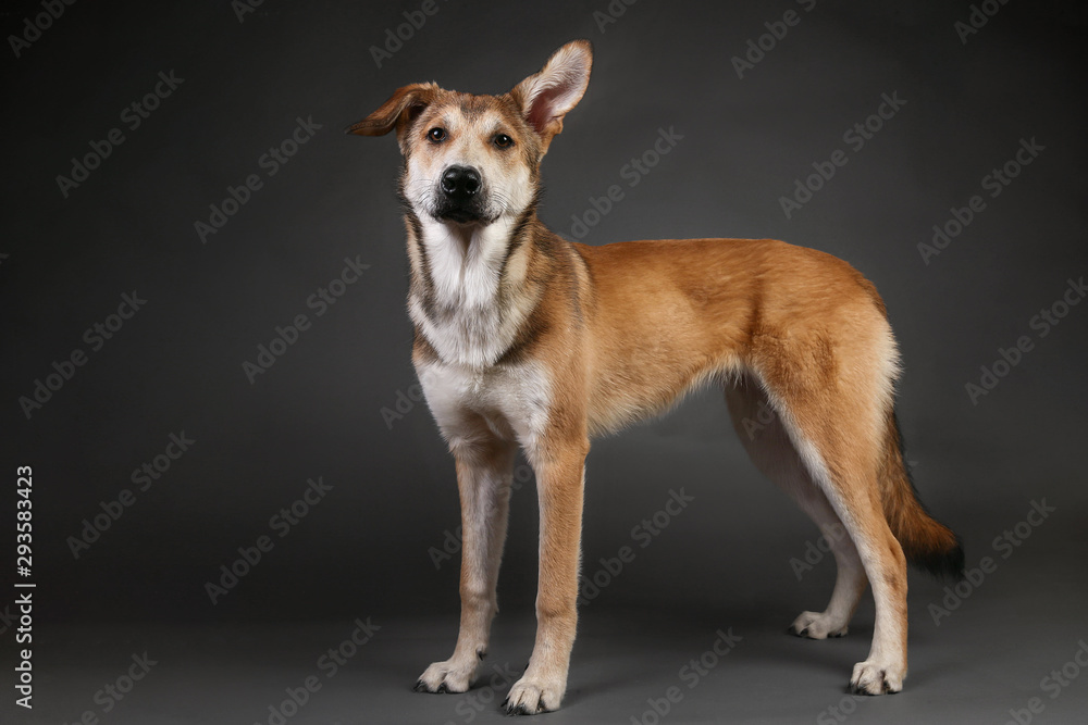 Cute ginger mongrel dog on a gray background in the studio