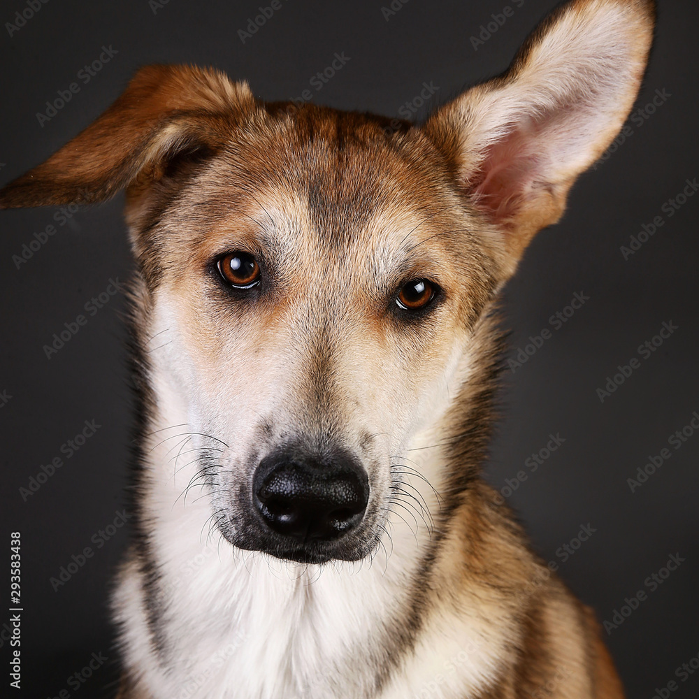 Cute ginger mongrel dog on a gray background in the studio Cute ginger mongrel dog on a gray background in the studio