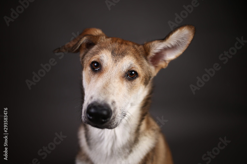 Cute ginger mongrel dog on a gray background in the studio © Alexandr